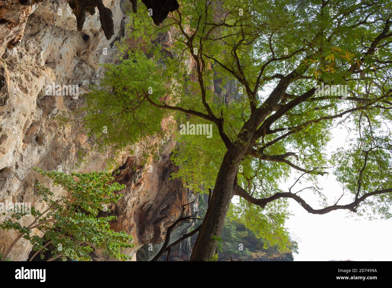 Albero tropicale sotto una roccia Foto Stock