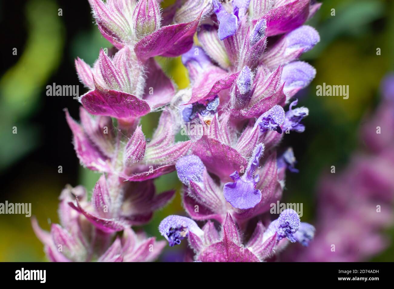 fiori salvia primo piano magenta Foto Stock