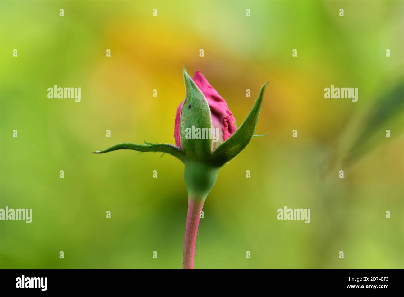 Rosebud rosa su sfondo verde giallo sfocato Foto Stock