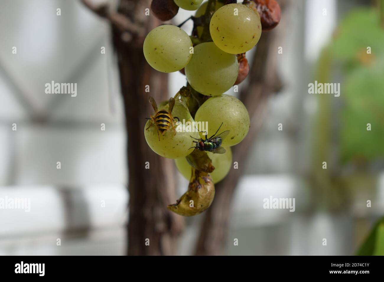 wasp su uve mature Foto Stock