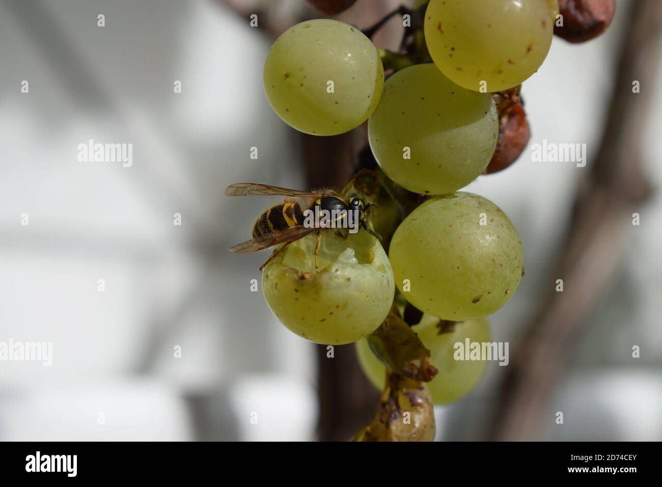 wasp su uve mature Foto Stock