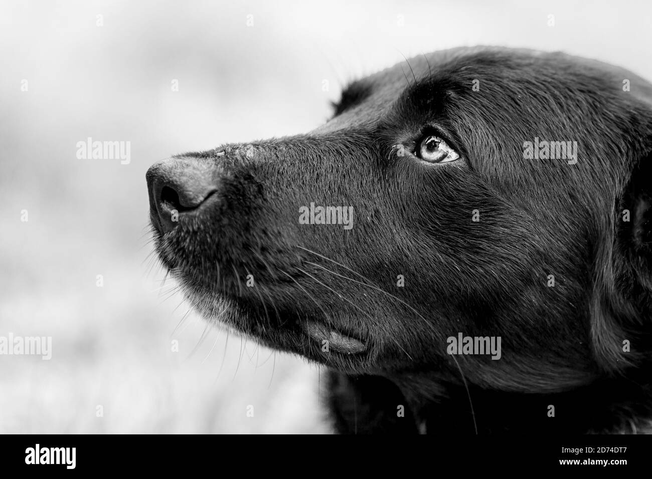 Primo piano parziale testa-shot animale all'aperto ritratto di nero randagio cane, Bulgaria. Mettere a fuoco l'occhio, foto in bianco e nero Foto Stock