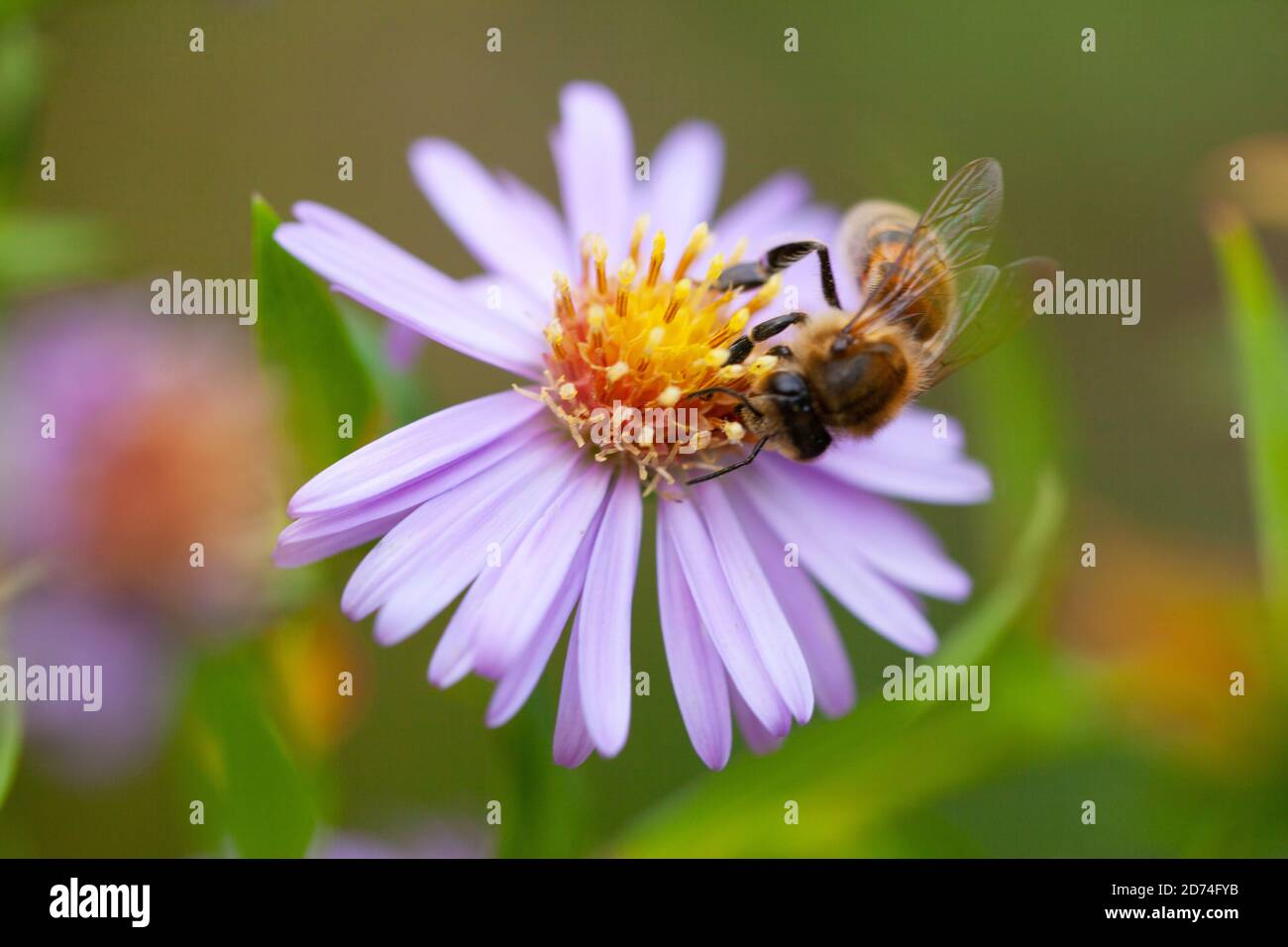 Ape di miele (Apis mellifera) foraggio su un'astro viola e giallo-centrato Foto Stock