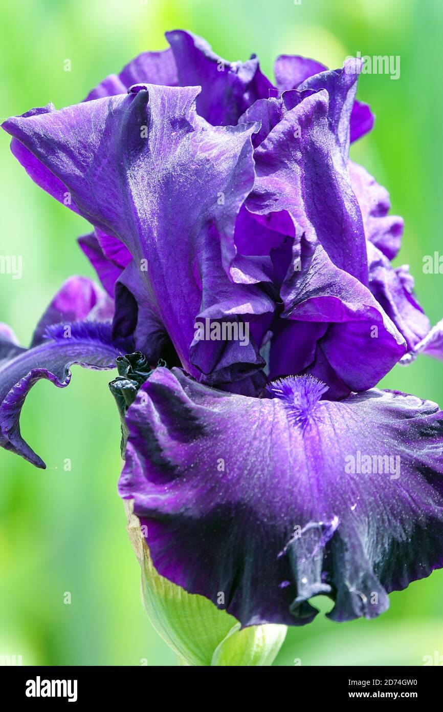 Bearded Iris Slovacco Sapphire blu scuro Iris colore di fiore, ritratto Foto Stock