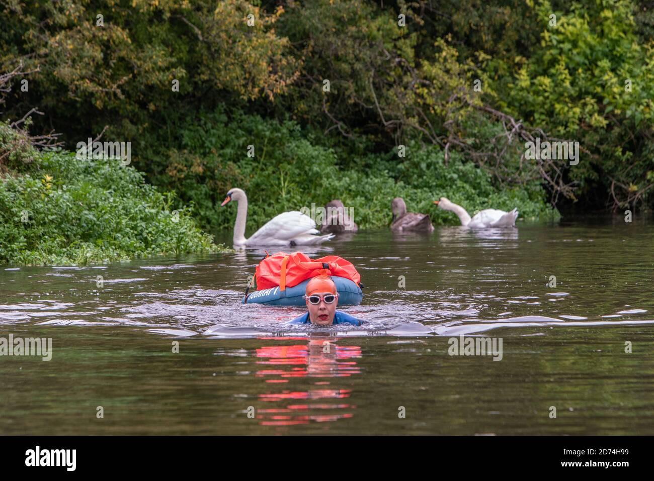 Nuoto in acqua selvaggia nel fiume Cam, Cambridge Foto Stock