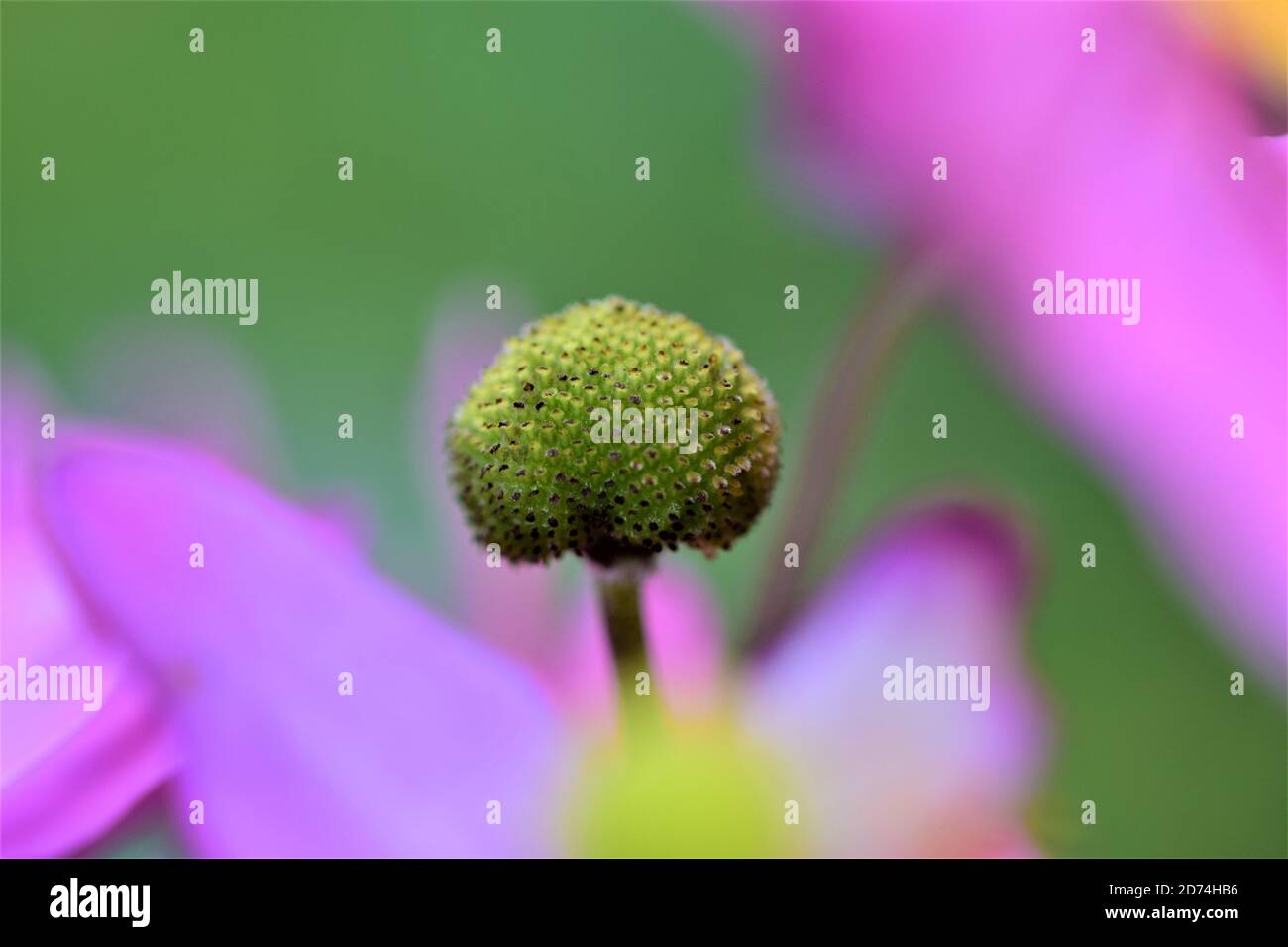 Primo piano del pistil di un anemone d'autunno nel mezzo un po' di fiore sfocato Foto Stock