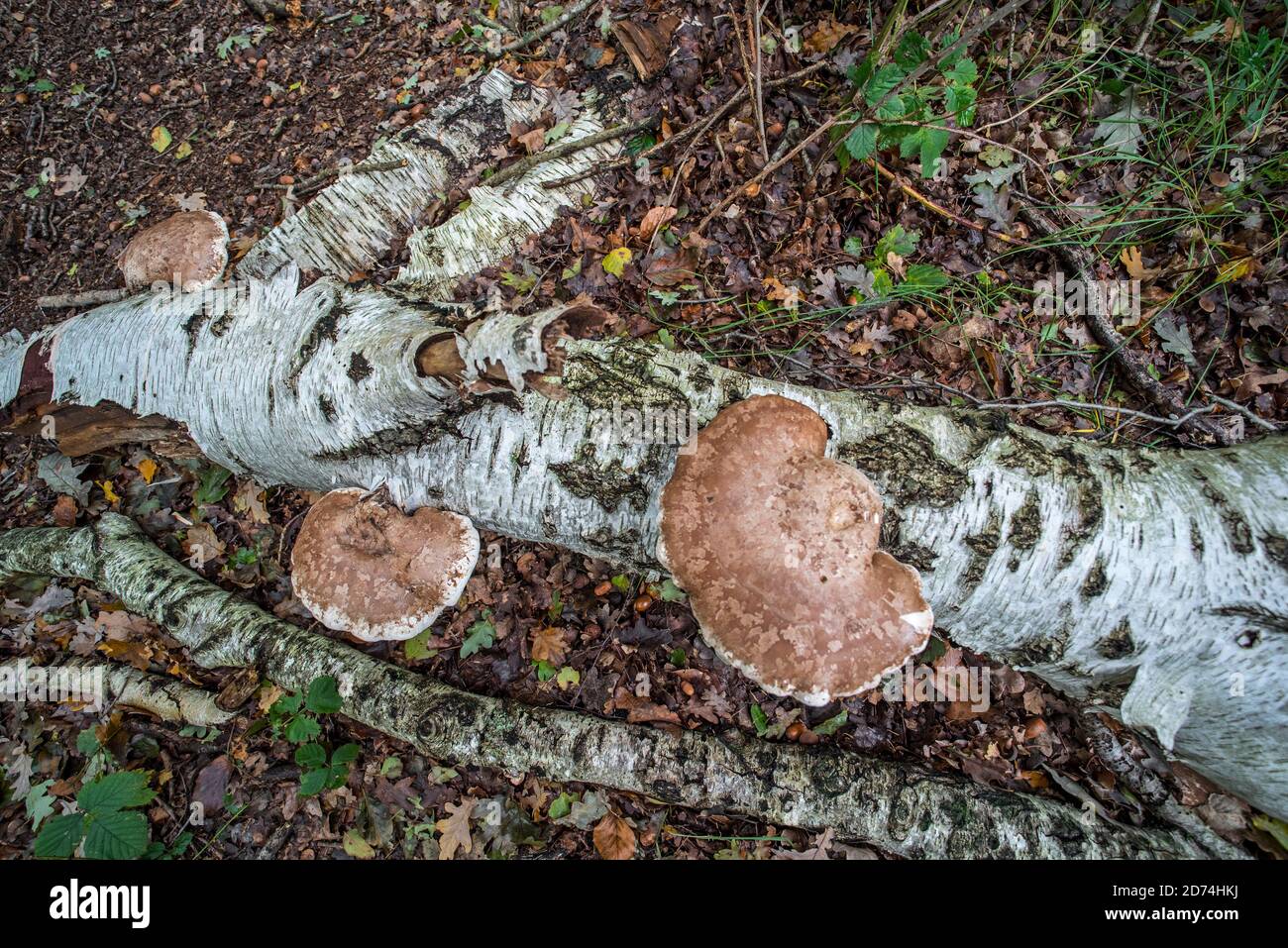 Betulla polipo / betulla staffa / razor strop (Fomitopsis betulina / Piptoporus betulinus), staffa fungo su tronco di betulla caduto nella foresta autunnale Foto Stock