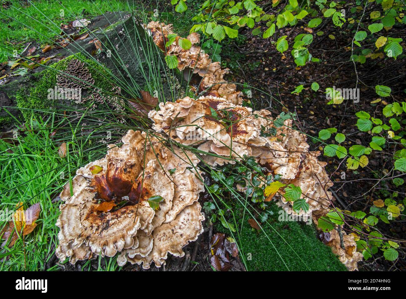 Polipo gigante / polipo nero colorante (Meripilus giganteus) E Trametes funghi che crescono alla base di tronco di albero in autunno foresta Foto Stock