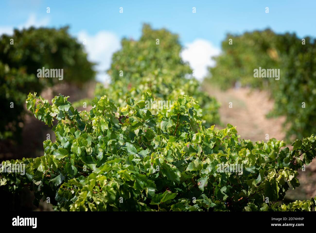 Vigneto a la Rioja alta, Spagna Foto Stock