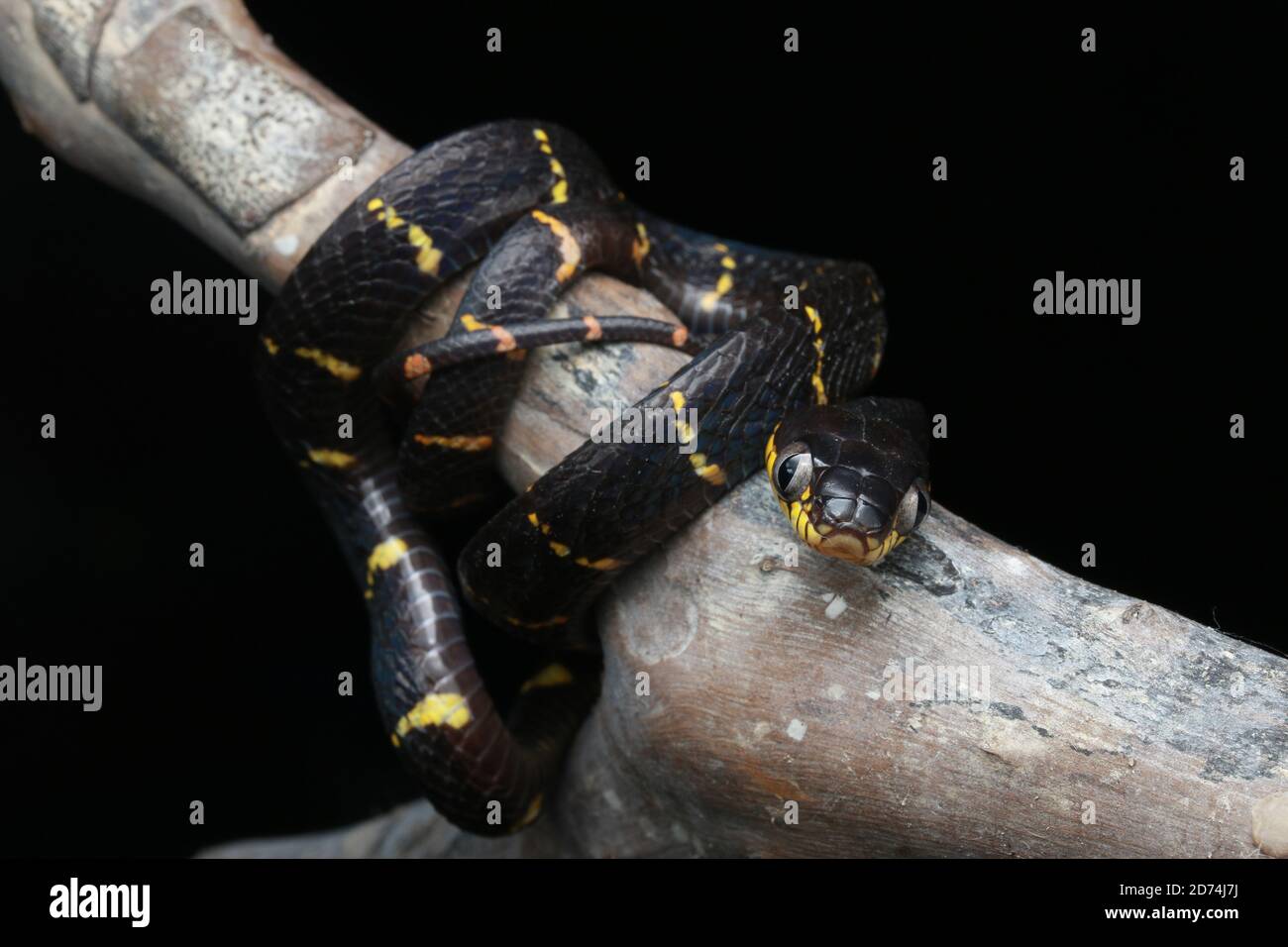 Mangrovie gatto serpente o Boiga melanota poggiato sul ramo. Foto Stock