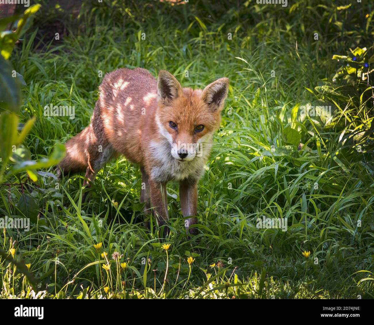 Le volpi selvagge diventano sempre più coraggiose nei nostri giardini Foto Stock