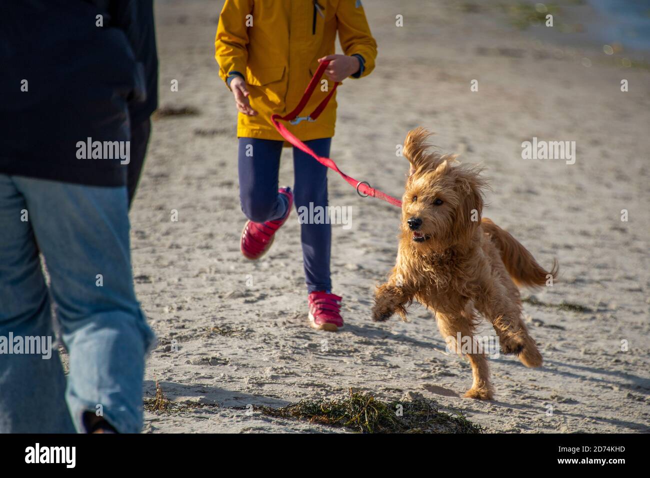 Prerow, Germania. 19 Ott 2020. Un cane (Mini Goldendoodle) cammina al guinzaglio lungo la spiaggia. Mentre in estate i cani sono autorizzati solo a romare sulle spiagge designate per i cani, dopo la stagione, durante i mesi autunnali e invernali, sono autorizzati a camminare con i loro proprietari su un guinzaglio su ogni sezione della spiaggia. Credit: Stefano Nosini/dpa-Zentralbild/ZB/dpa/Alamy Live News Foto Stock