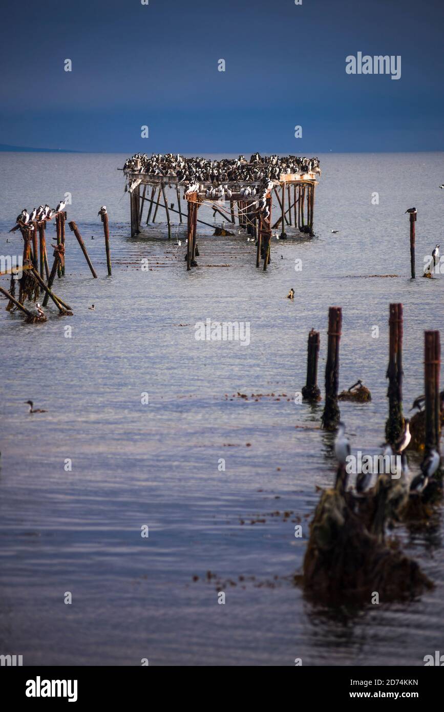 Colonia cormorana sul vecchio molo di Punta Arenas, Magallanes e Antartica Chilena Regione, Cilena Patagonia, Cile Foto Stock