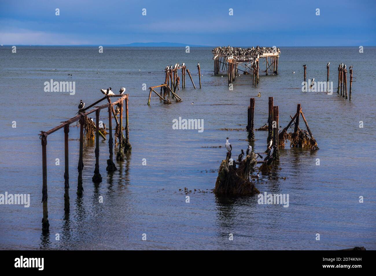Colonia cormorana sul vecchio molo di Punta Arenas, Magallanes e Antartica Chilena Regione, Cilena Patagonia, Cile Foto Stock