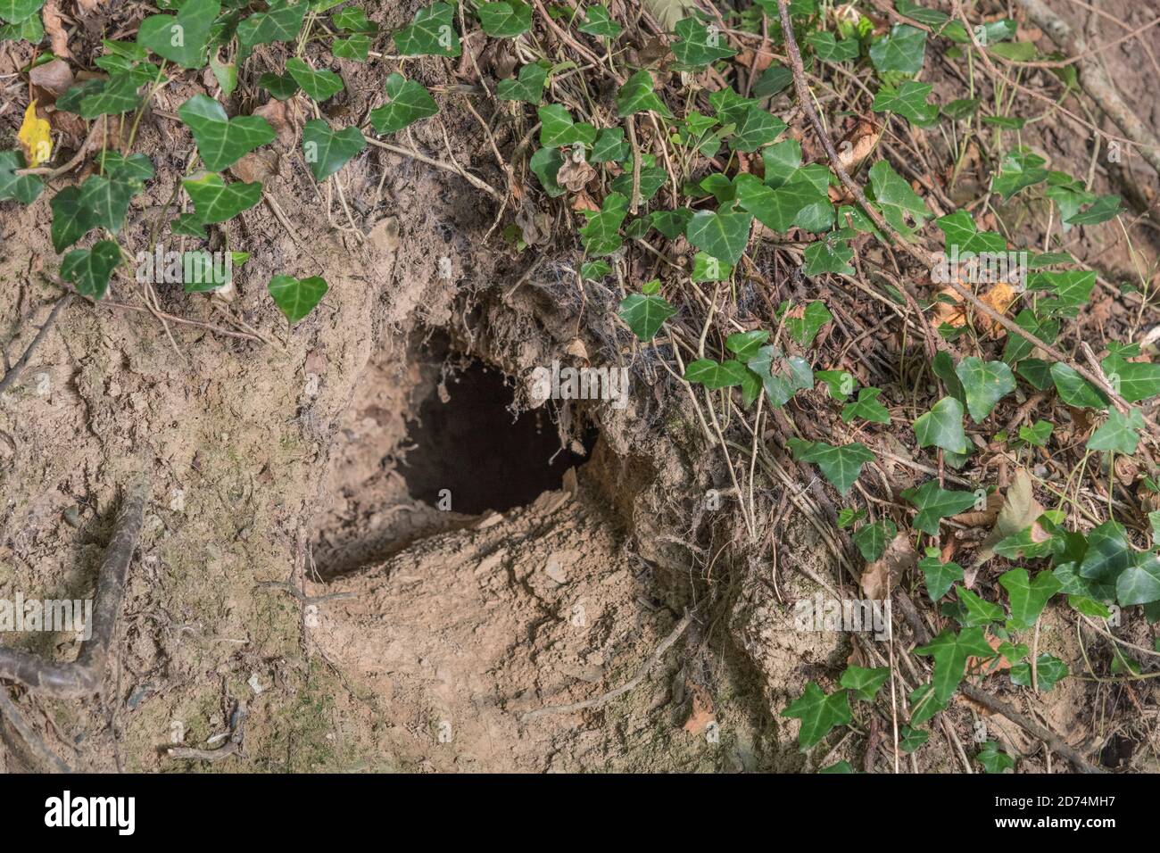 Buco di coniglio in Cornish hedgerow. Metafora lungo il buco di coniglio, teorie cospirative, animali burrows, entrare nell'ignoto, coniglio correre, rifugio sicuro. Foto Stock