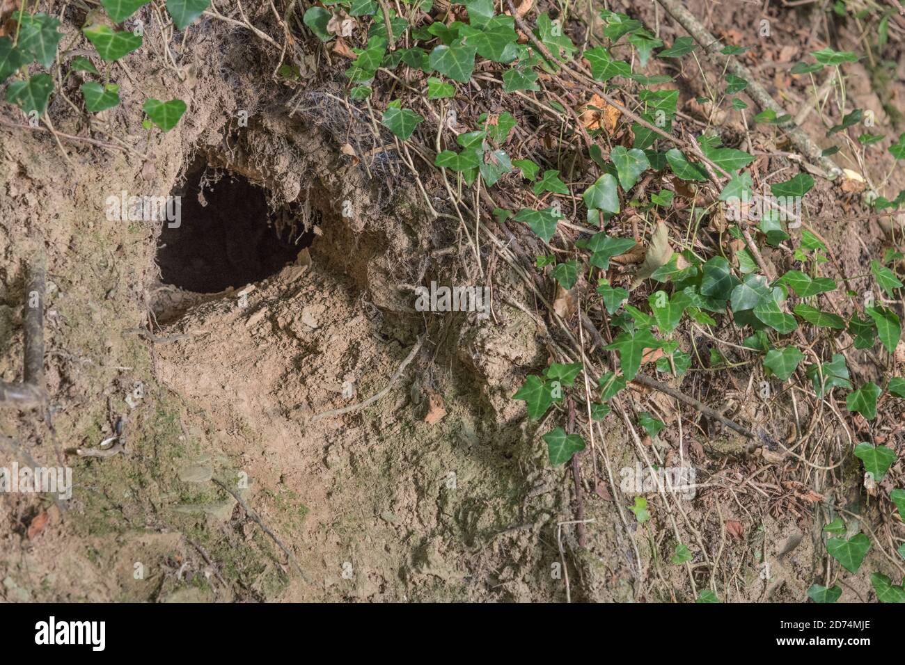 Buco di coniglio in Cornish hedgerow. Metafora lungo il buco di coniglio, teorie cospirative, animali burrows, entrare nell'ignoto, coniglio correre, rifugio sicuro. Foto Stock