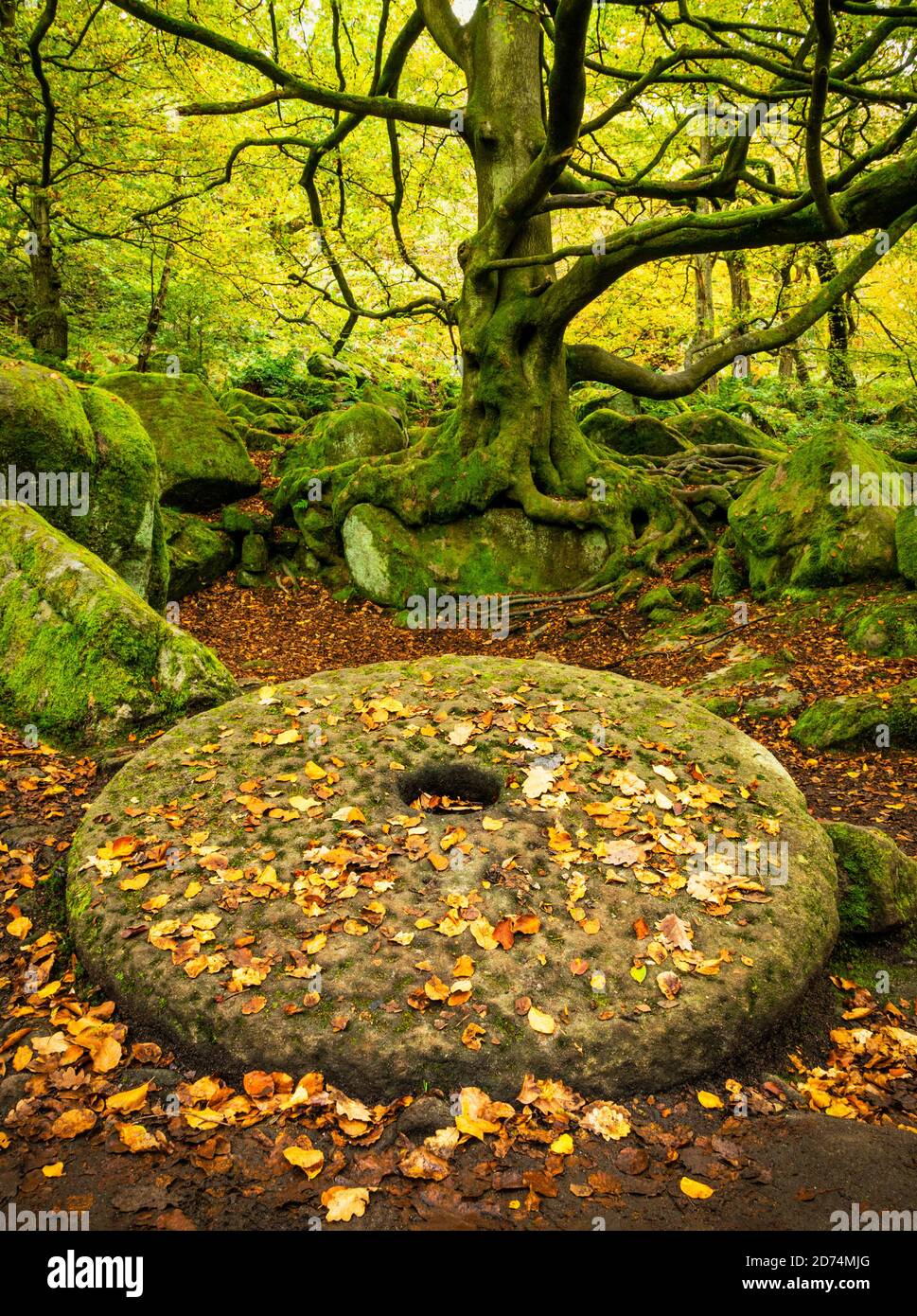 La pietra miliare abbandonata coperta di foglie autunnali Padley Gorge Grindleford Derbyshire Peak District National Park Derbyshire Inghilterra GB Europa Foto Stock