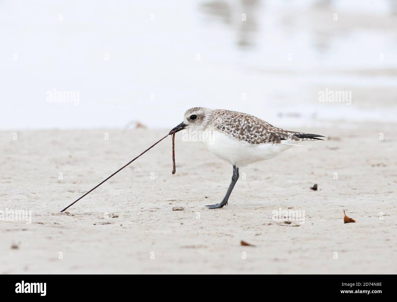 Un amante grigio che tira un verme fuori da una spiaggia di sabbia, Florida, Stati Uniti Foto Stock