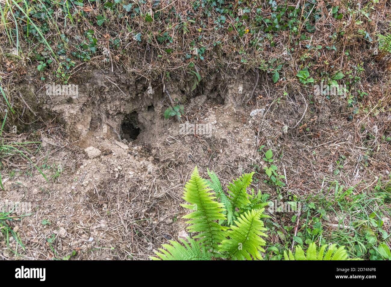 Buco di coniglio in Cornish hedgerow. Metafora lungo il buco di coniglio, teorie cospirative, animali burrows, entrare nell'ignoto, coniglio correre, rifugio sicuro. Foto Stock