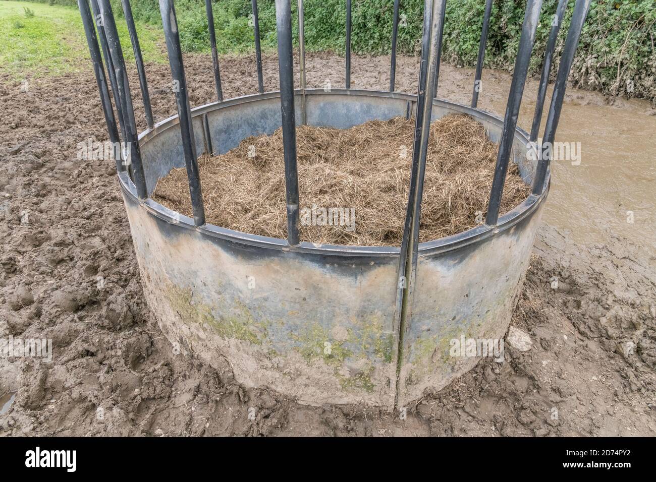 Alimentatore circolare di bestiame bovino imballato con l'hylage, & circondato da slurry di bestiame & fango. Per l'industria zootecnica del Regno Unito, l'agricoltura e l'agricoltura nel Regno Unito. Foto Stock