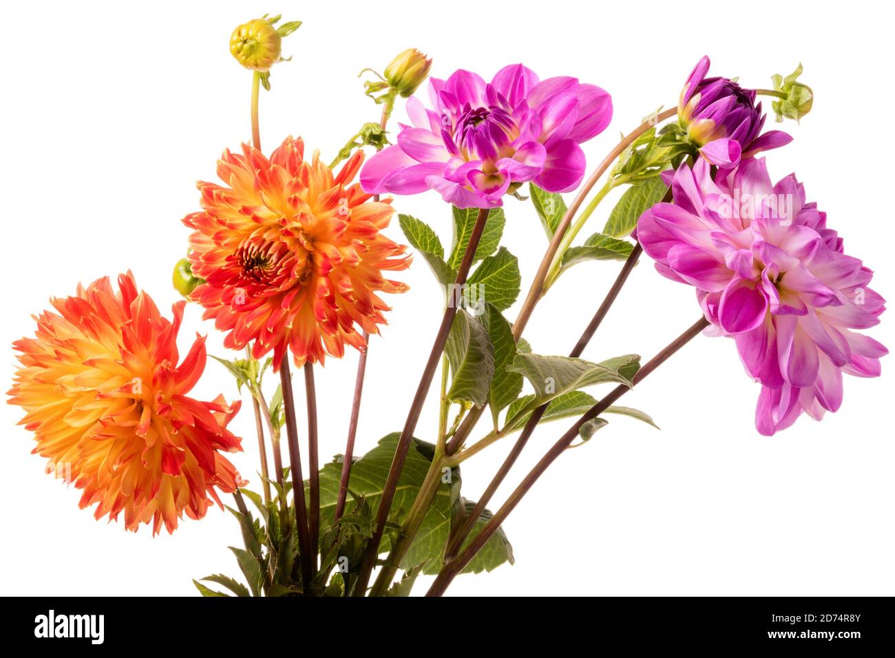Fiori di dahlia arancio e rosa isolati su sfondo bianco Foto Stock