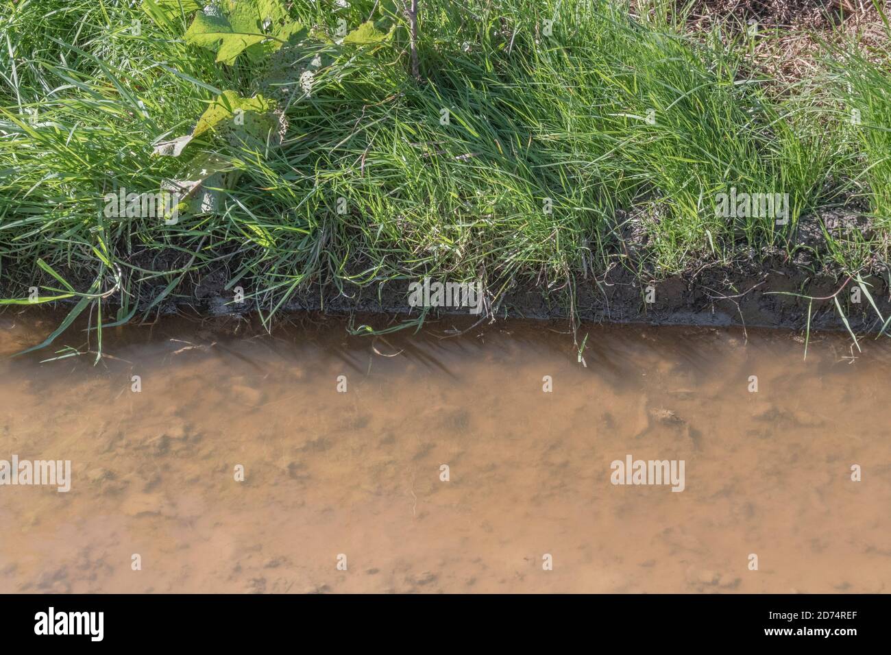 Pista rurale di backwater con pozze fangose e circondato da erbacce e erba. Per chiaro come fango idioma, acque fangose, mancanza di visione, mancanza di chiarezza. Foto Stock