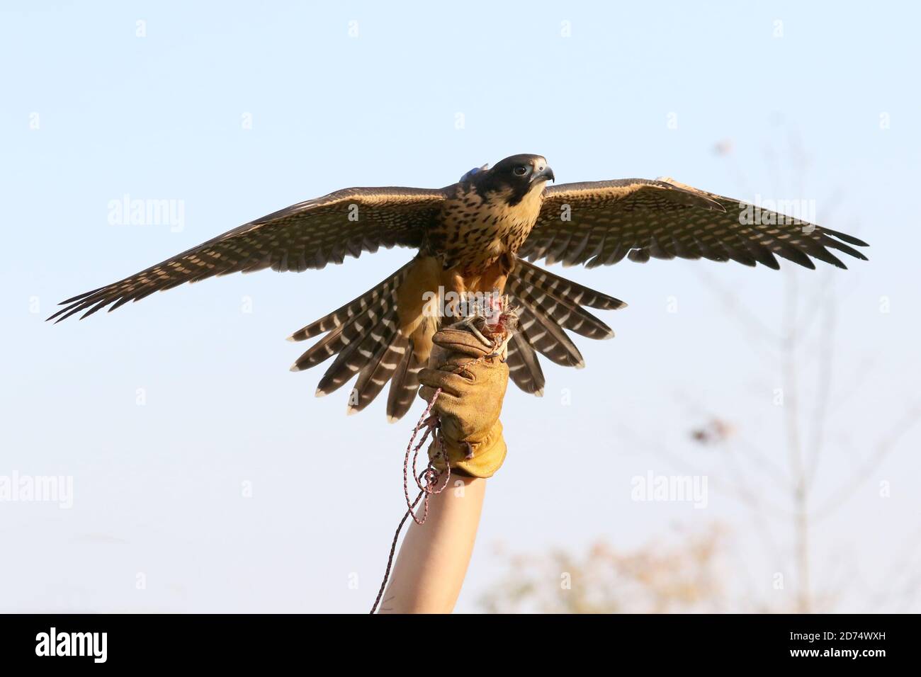 Peregrine Falcon usato in Falconry Foto Stock