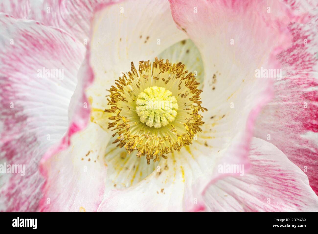 primo piano di fiore di papavero rosa fiorito con stampa gialla Foto Stock