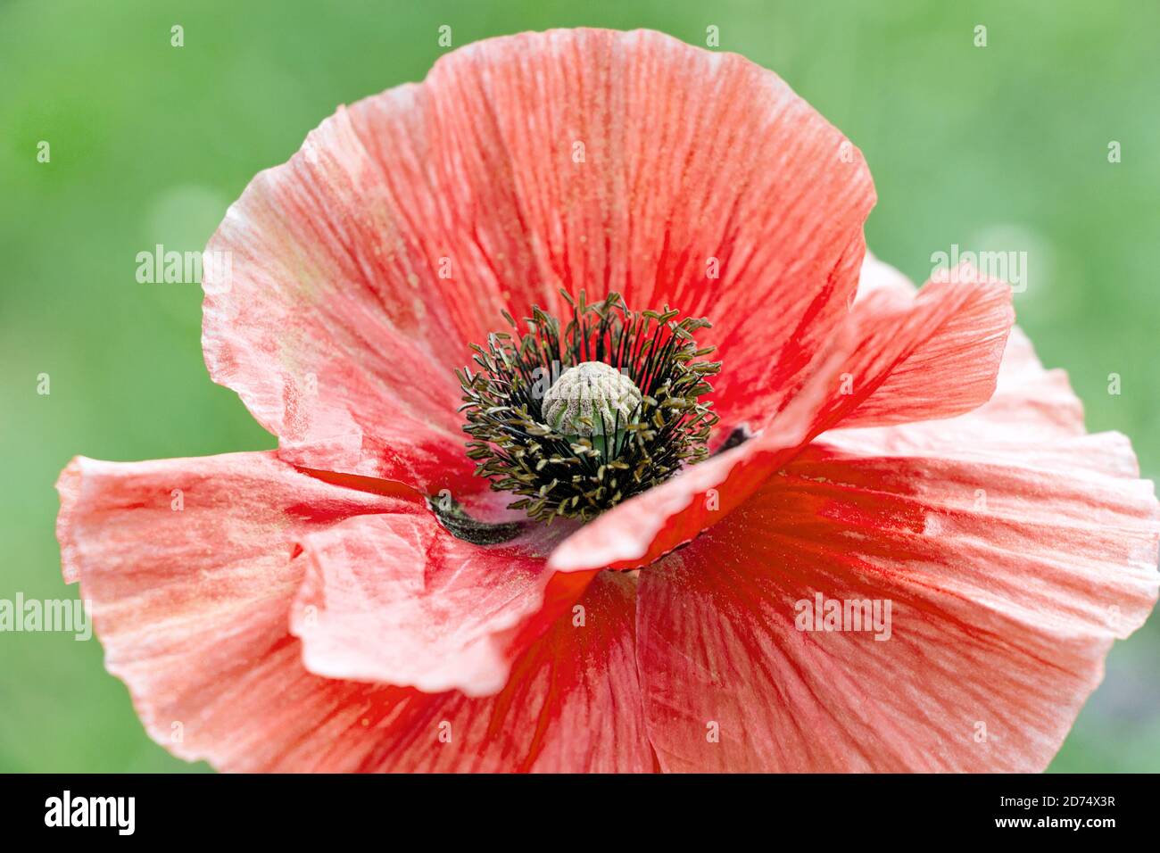 primo piano di fiore rosso papavero in fiore in giardino Foto Stock