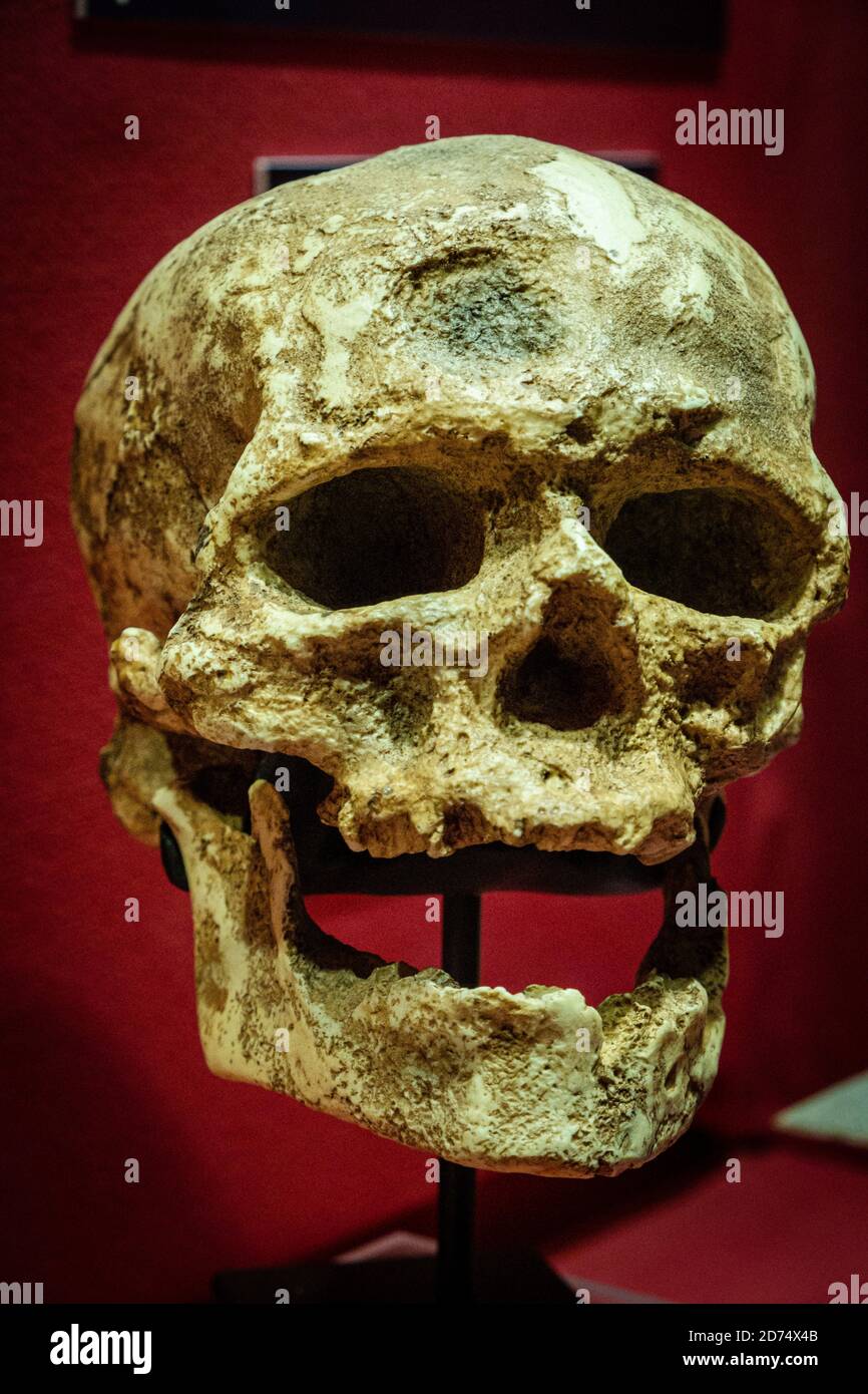 Homo sapiens, Cro-Magnon i da Les Eyzies replica cranio, Museo Comarcal de Molina de Aragón, Guadalajara, Spagna Foto Stock