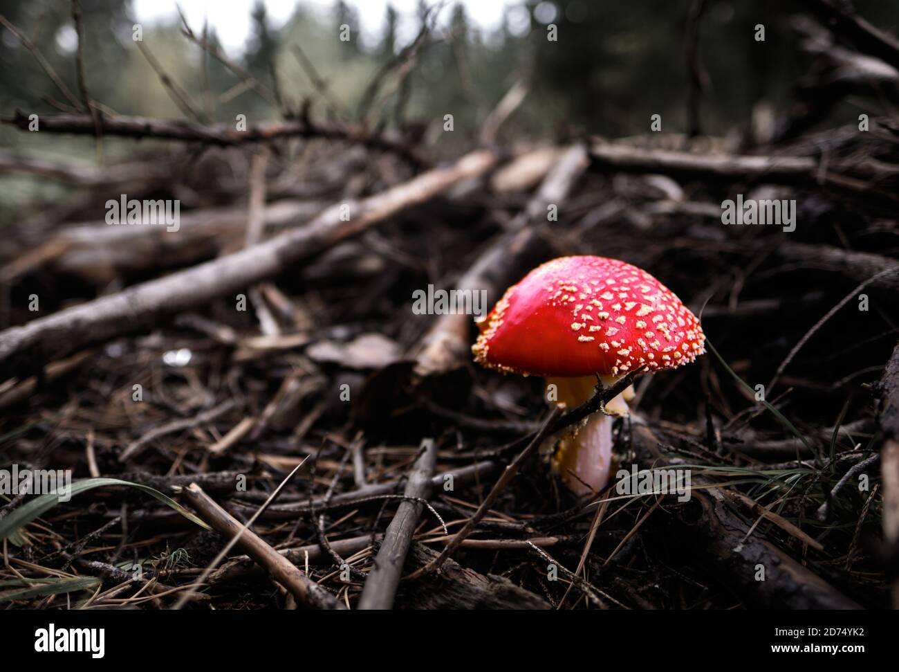 Toadstool velenoso nella foresta in autunno. Nuvole sullo sfondo Foto Stock