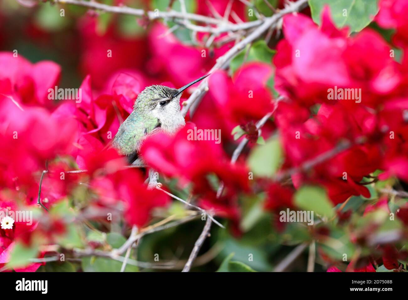 Un colibrì che riposa su un ramo di buganvillea magenta Foto Stock