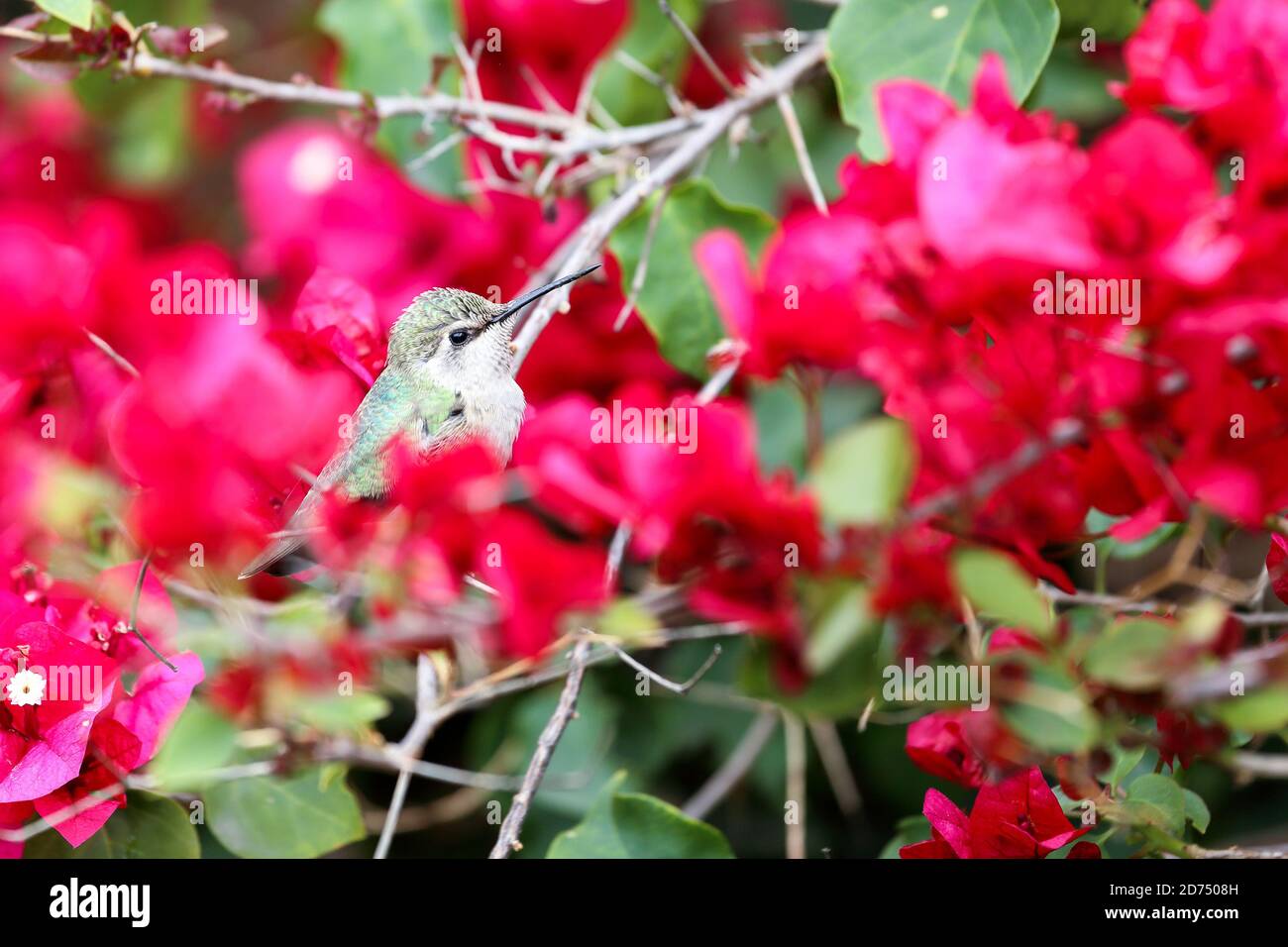 Un colibrì che riposa su un ramo di buganvillea magenta Foto Stock