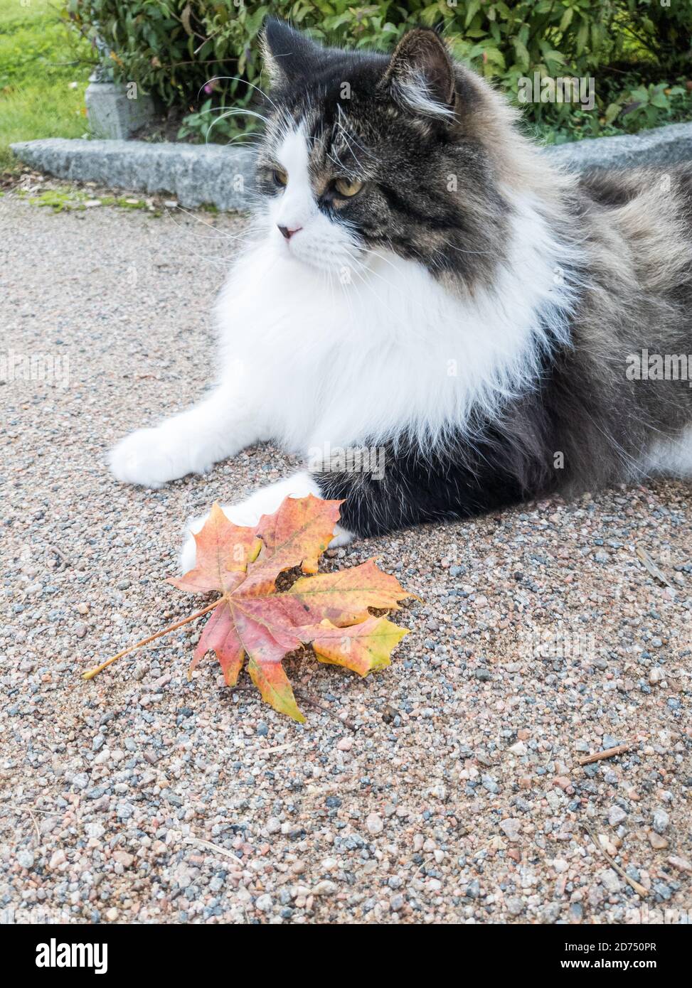 Gatto della foresta norvegese vicino al partenza autunno colorato Foto Stock
