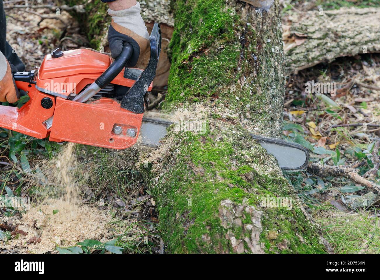 Abbattimento dell'albero con una grande motosega che taglia in tronco di  albero sfocatura di segatura e schegge un albero sradicato rotto, strappato  dal vento durante una violenta tempesta Foto stock - Alamy