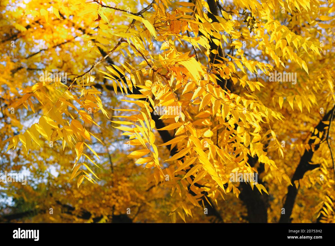 Concetto d'autunno d'oro. Immagine di sfondo delle foglie autunnali perfette per l'uso stagionale. Giorno di sole, tempo caldo. Foto Stock