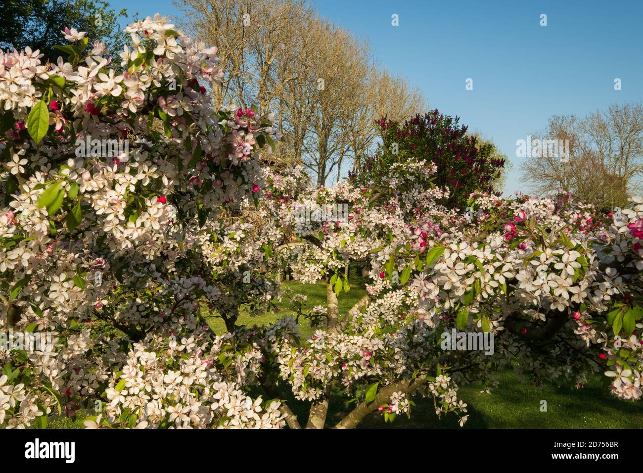 Un ornamento di mela granchio in primavera (2) Foto Stock