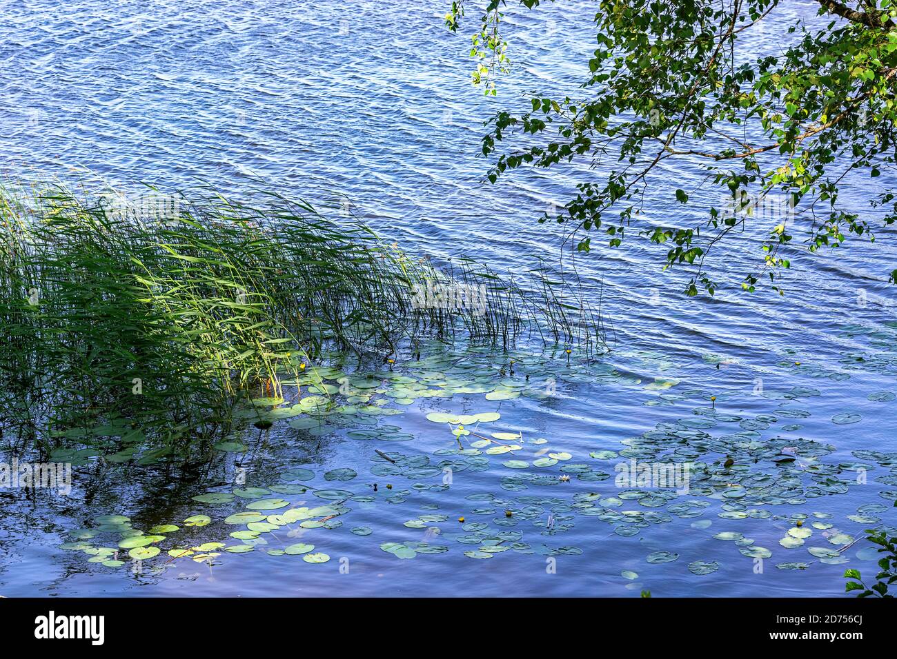 Foglie di ninfee e ninfee sulla superficie del lago, ricoperte di piccole increspature in una giornata estiva. Foto Stock