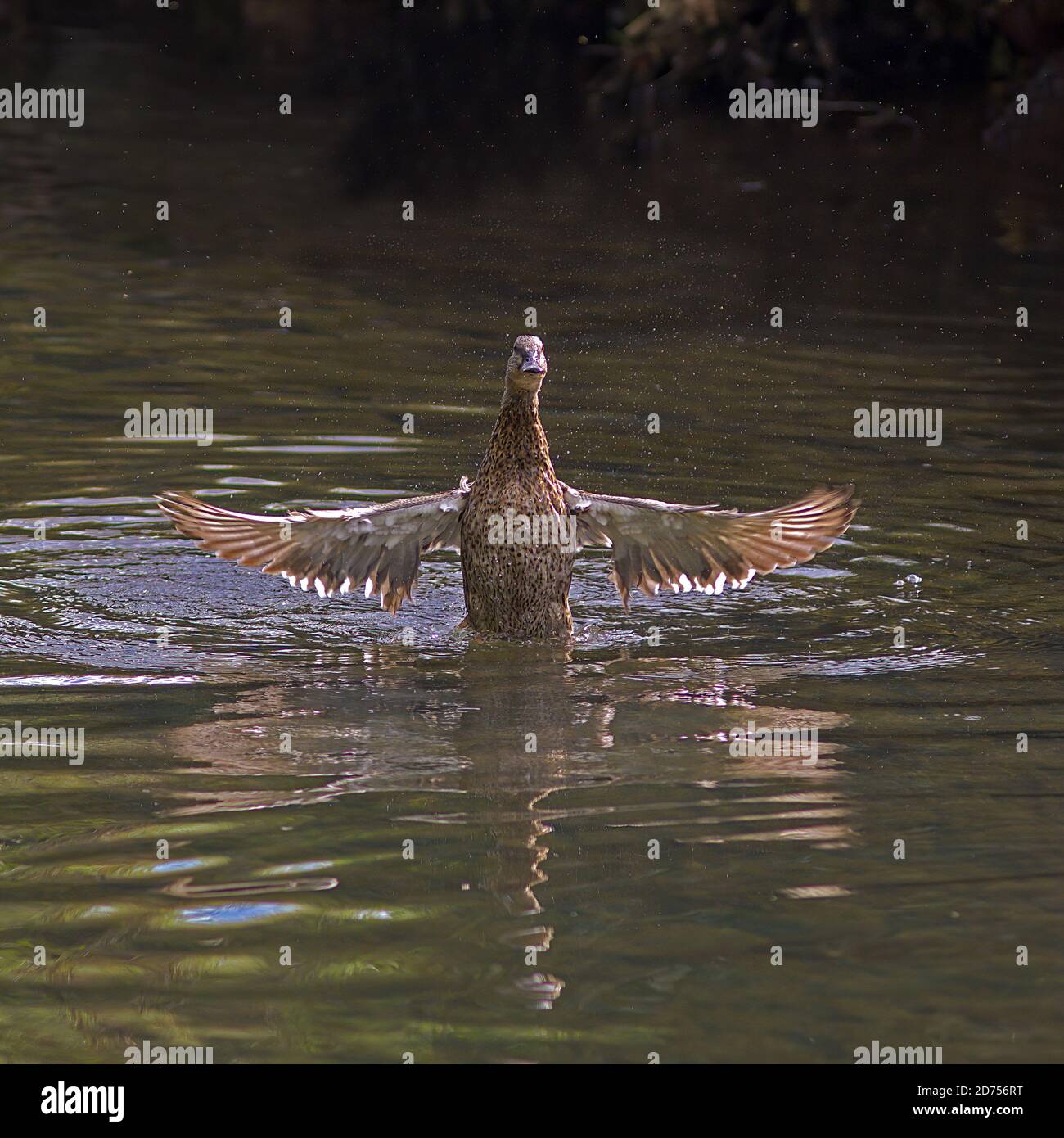 Anatra sul fiume in posa insolita Foto Stock