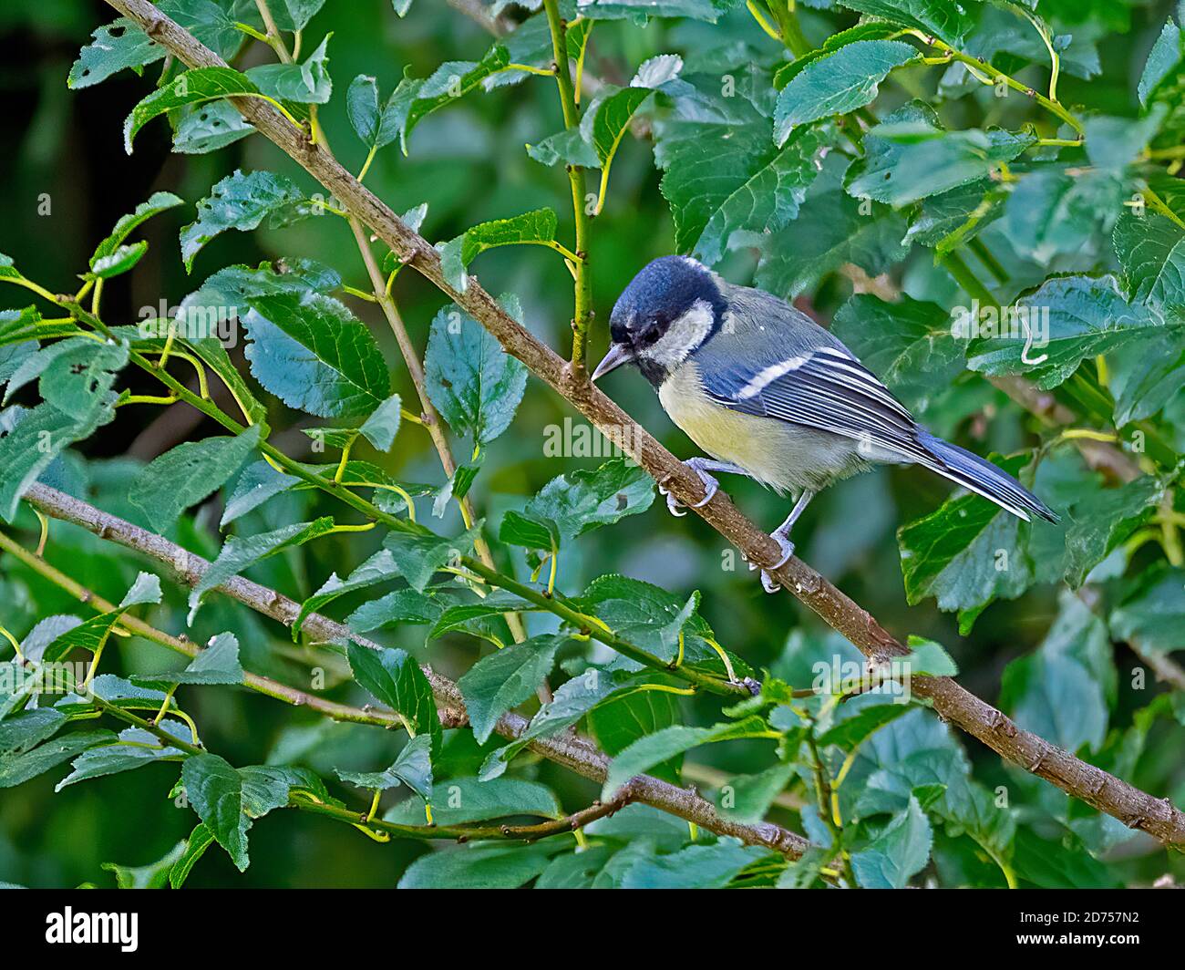 Grande primo piano Foto Stock