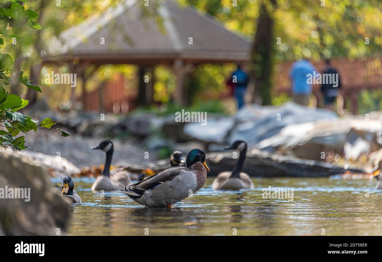 Oconaluftee Islands Park a Cherokee, Carolina del Nord. (STATI UNITI) Foto Stock