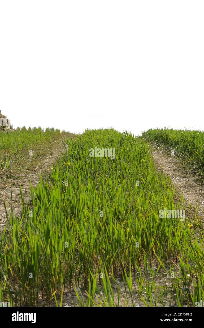 strada sterrata con erba verde isolata su sfondo bianco (concetto di modo...) Foto Stock
