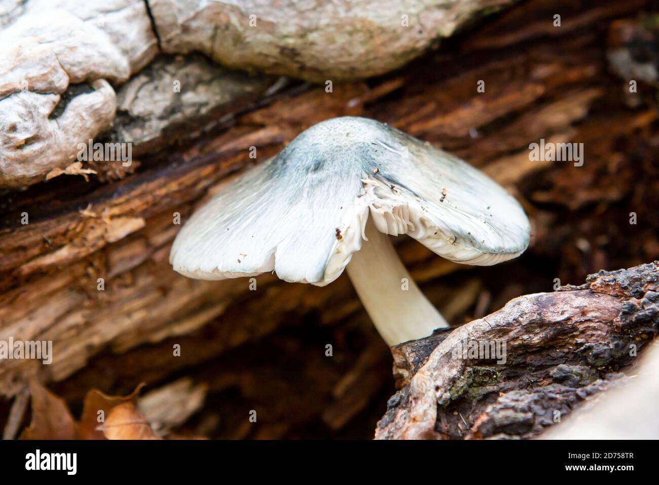 funghi selvatici in albero morto Foto Stock