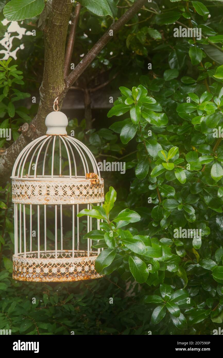 Vecchio stile vittoriano tipo gabbia di uccelli fuori porte appesi da un albero con un effetto morbido sognante Foto Stock