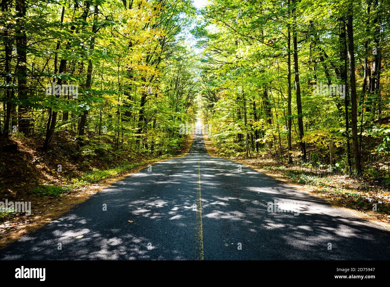 Bella estate foresta infinita strada Foto Stock