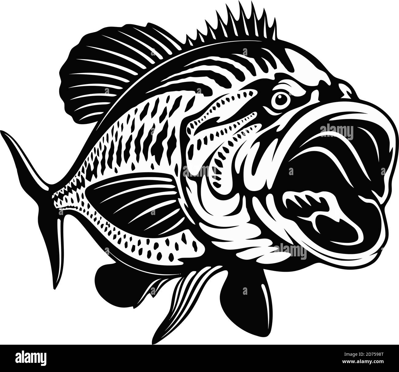 Largemouth basso in attacco - modello per pesca disegno isolato su bianco Illustrazione Vettoriale