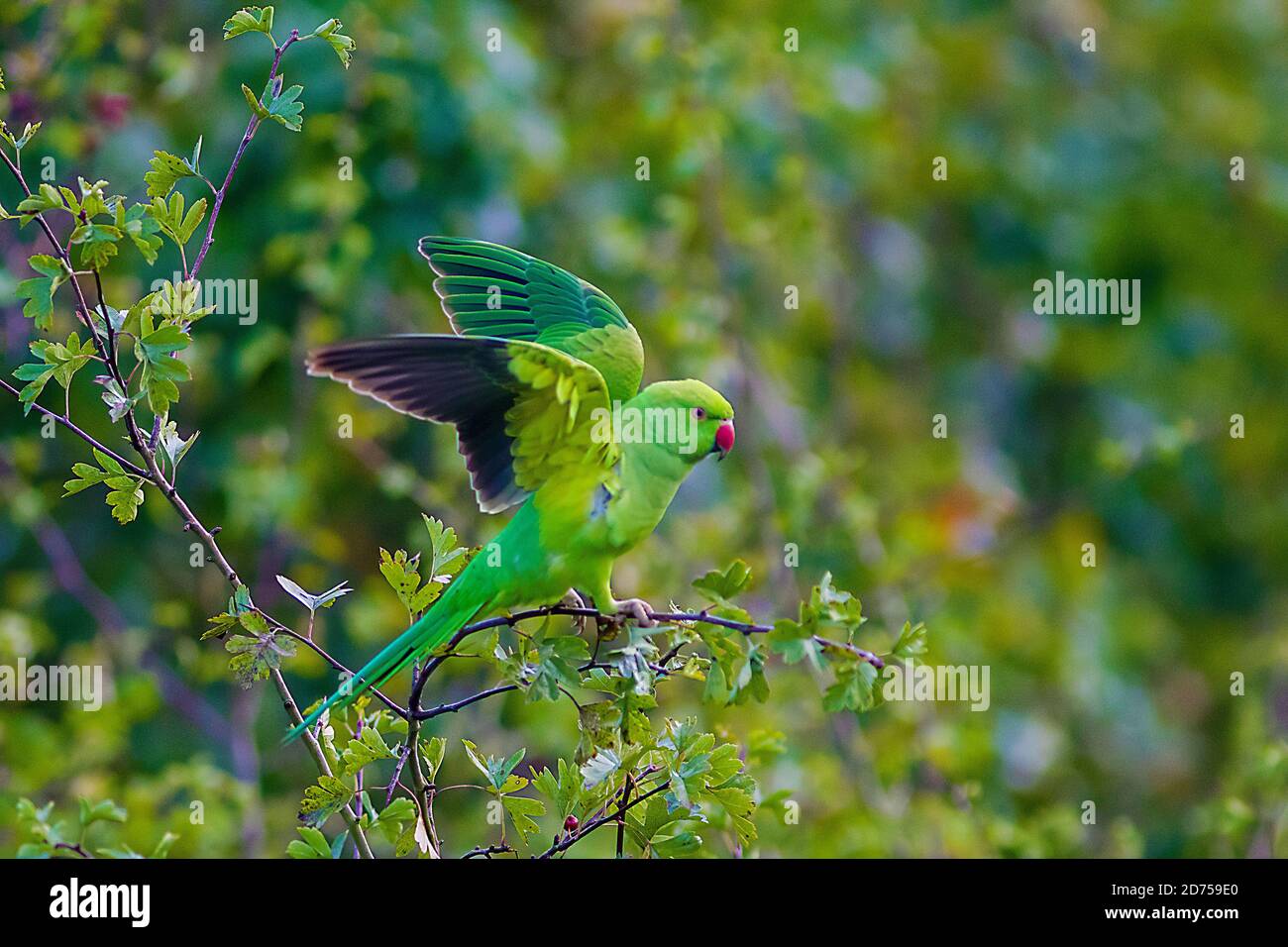 Parrocchetto nella struttura ad albero Foto Stock