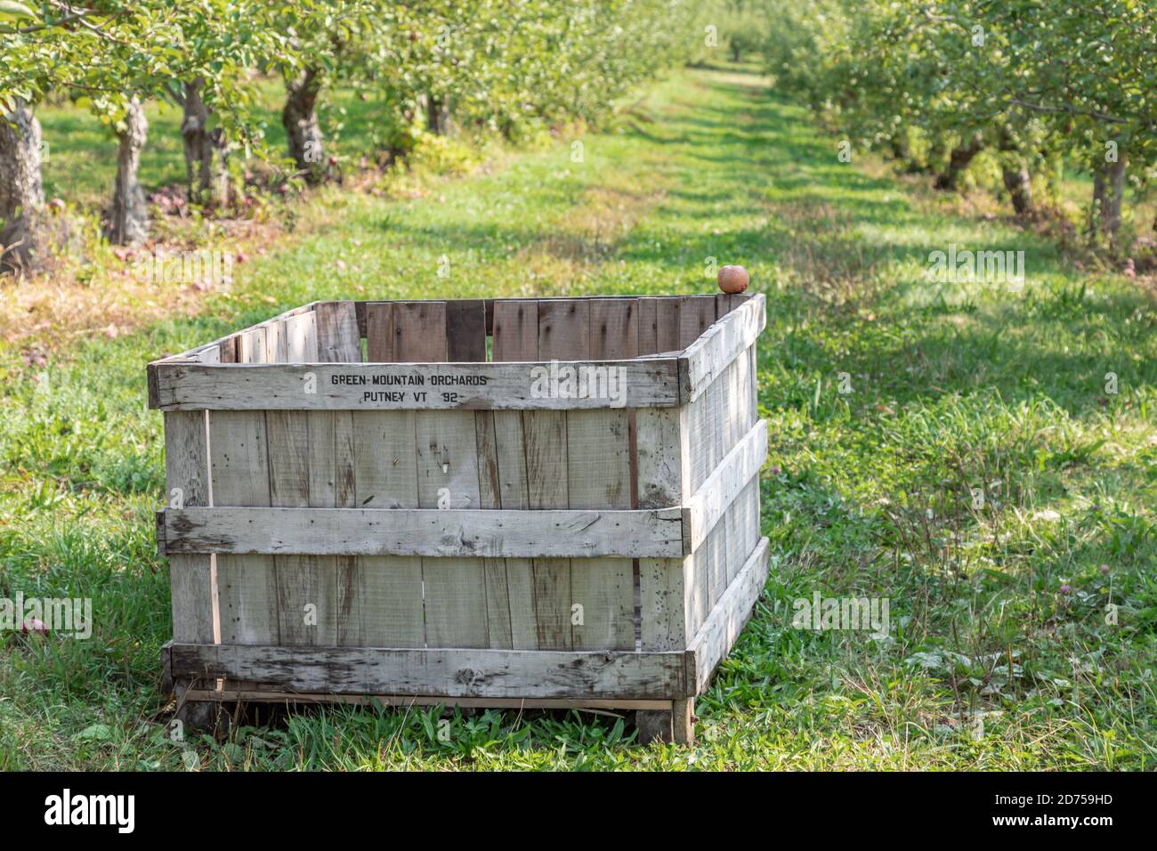 Cassa di mele di legno a Green Mountain Orchards in Putney Vermont Foto Stock