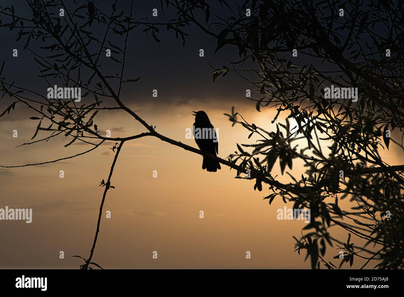 Silhouette di un uccello che canta con un bel cielo arancione sfondo Foto Stock