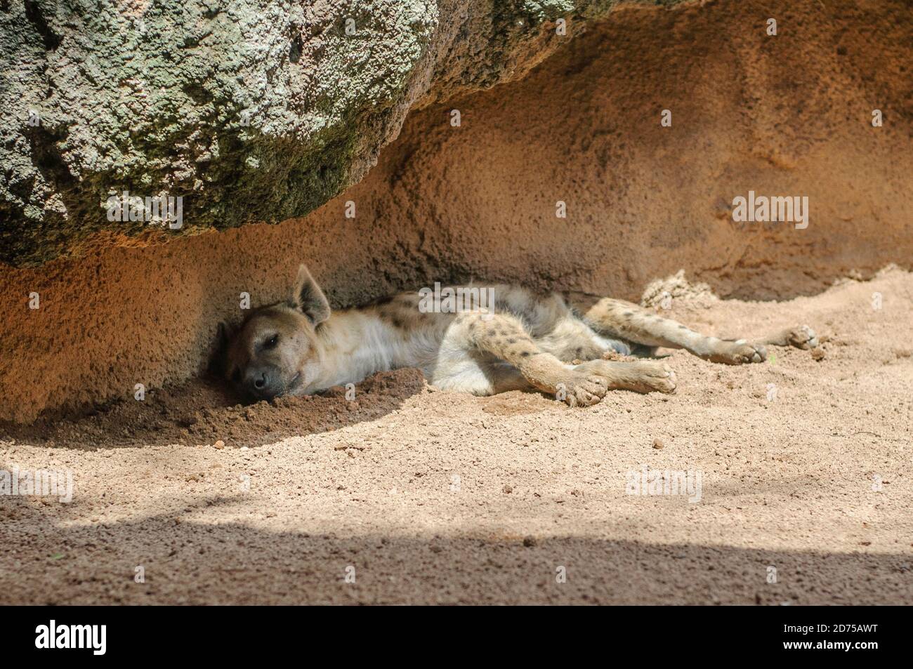 L'iena africana riposa pacificamente all'ombra Foto Stock